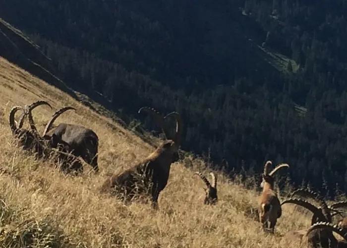 Verbrunnenhaus * גרינדלוולד